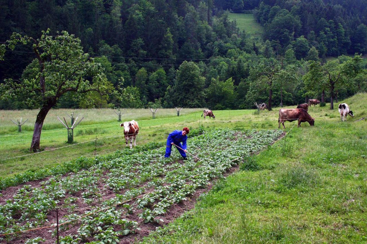 Farm Stay Bukovje Ljubno Esterno foto